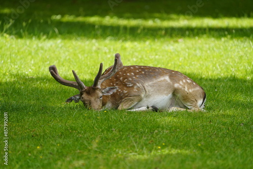 Bild auf Leinwand The European fallow deer (Dama dama), also known as the common fallow deer or simply fallow deer, is a species of ruminant mammal belonging to the family Cervidae