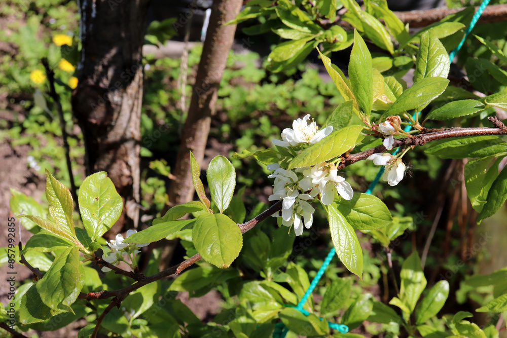 Flowering branch of black Turkestan apricot with white flowers and leaves on a sunny spring day - horizontal photo Flowering branch of black Turkestan apricot with white flowers and leaves on a sunny spring day - horizontal photo