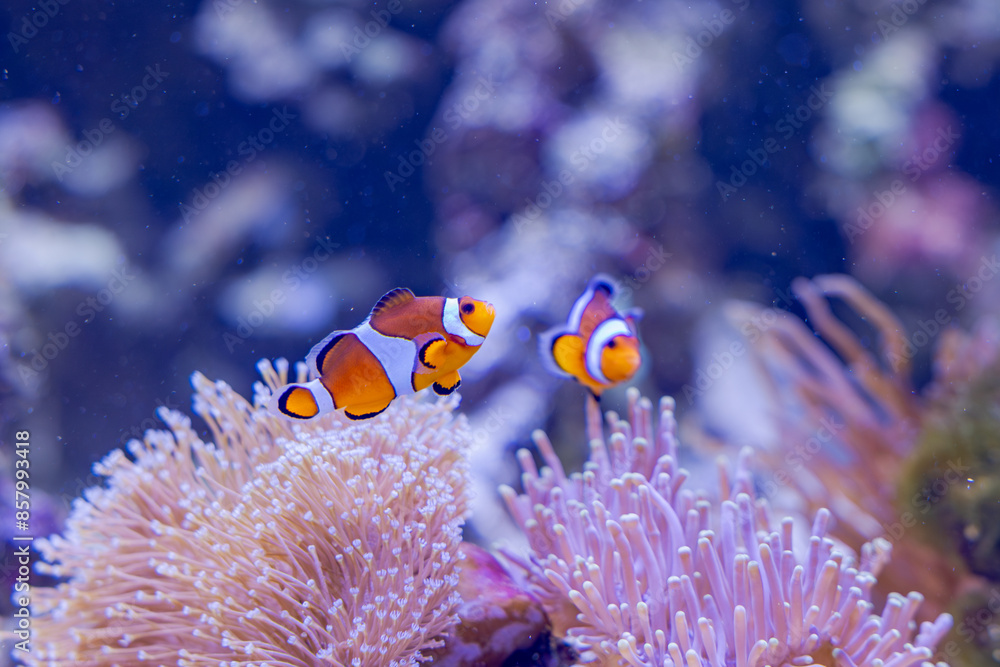 clown fish in aquarium