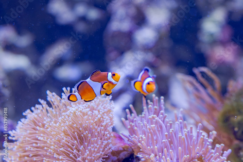 clown fish in aquarium