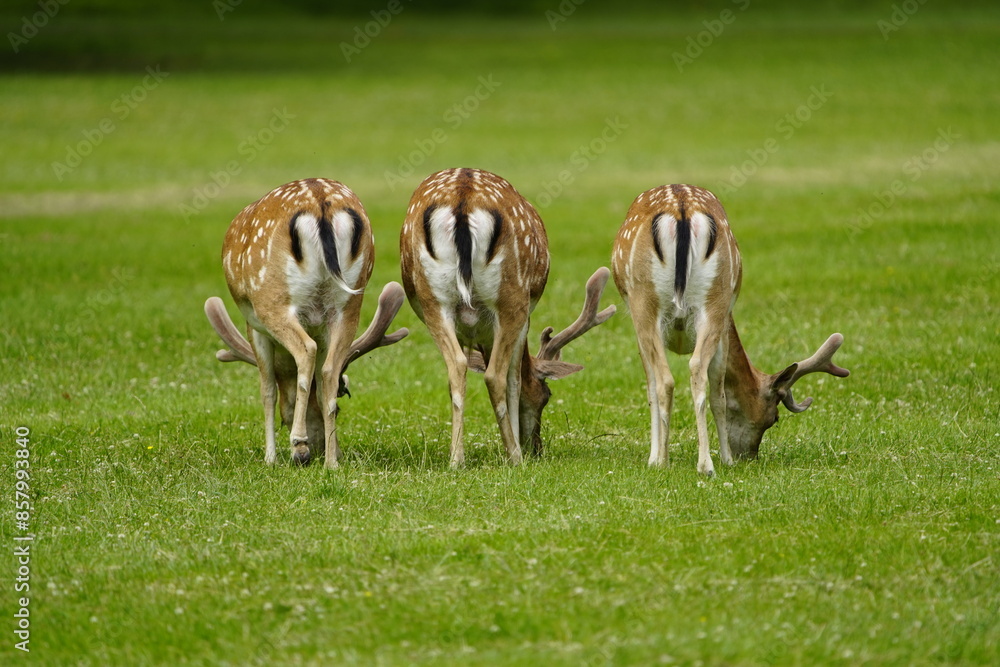 The European fallow deer (Dama dama), also known as the common fallow deer or simply fallow deer, is a species of ruminant mammal belonging to the family Cervidae. Hanover, Germany. The European fallow deer (Dama dama), also known as the common fallow deer or simply fallow deer, is a species of ruminant mammal belonging to the family Cervidae. Hanover, Germany.