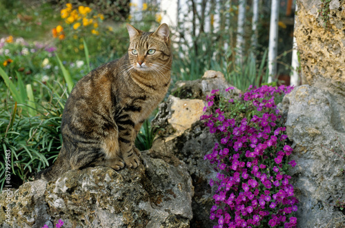 Chat