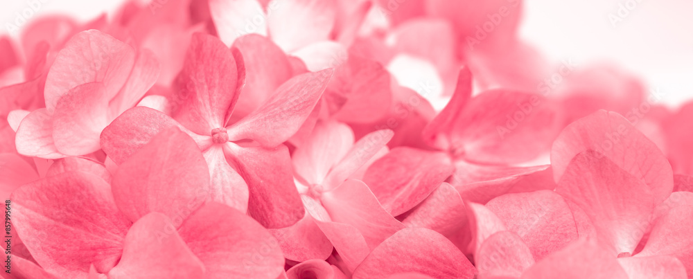 Pink flowers close up. Bouquet of red flowers. City flower beds, a beautiful and well-groomed garden with flowering bushes. Pink flowers close up. Bouquet of red flowers. City flower beds, a beautiful and well-groomed garden with flowering bushes.