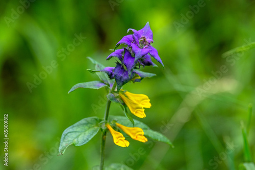 Wood cow-wheat, meadow flower, Melampyrum nemorosum photo