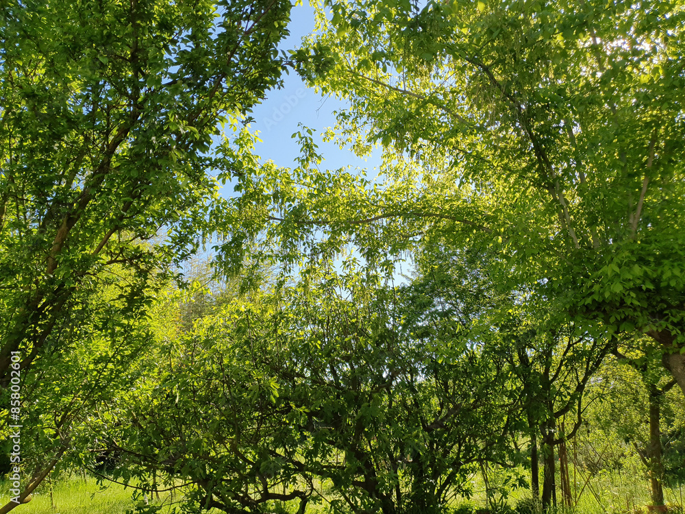 Fototapeta premium meadown and trees background