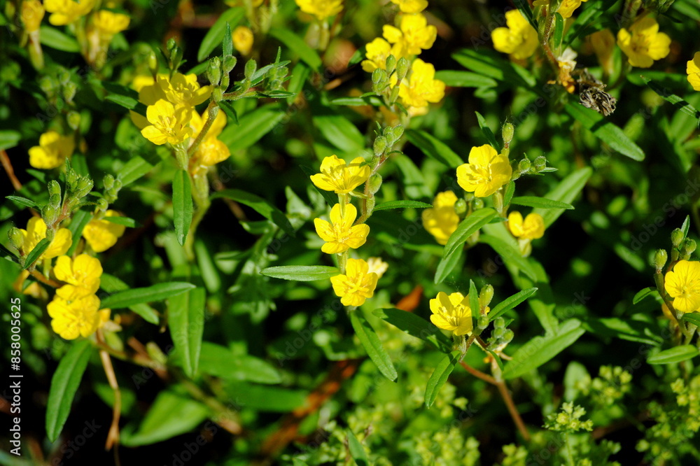 Bright yellow flowers of little or small evening primrose or small sundrops (Oenothera perennis or Kneiffia pumila), native to the eastern United States and Canada Bright yellow flowers of little or small evening primrose or small sundrops (Oenothera perennis or Kneiffia pumila), native to the eastern United States and Canada