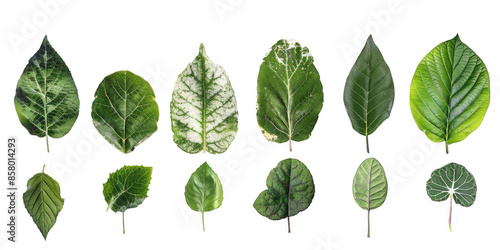 Assorted Green Leaves in a Row