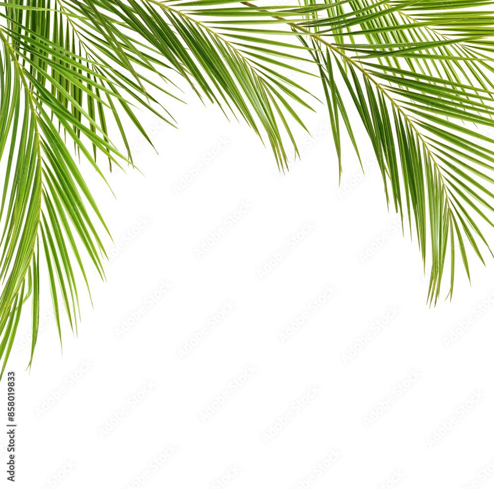 Fototapeta premium Green palm branches in a top frame isolated on white or transparent background
