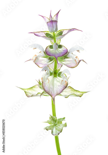 Clary Sage inflorescence isolated on white background.