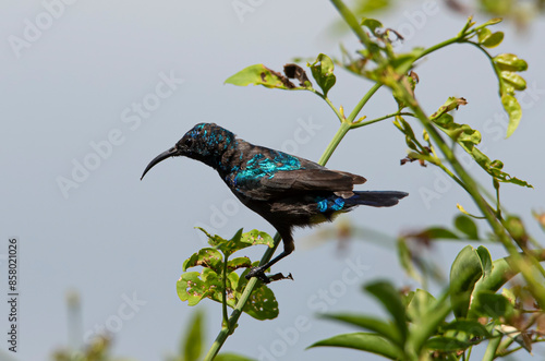 Male Sunbird shows metallic green color photo