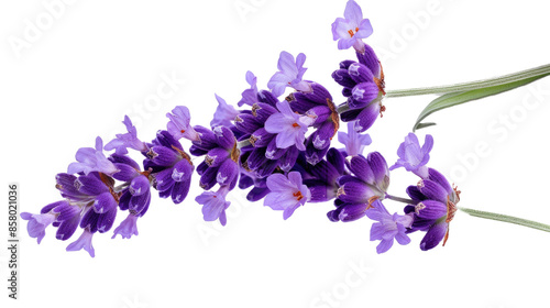 Photograph of a vibrant lavender flower, its purple petals exuding a calming fragrance, isolated on a transparent background. #858021036