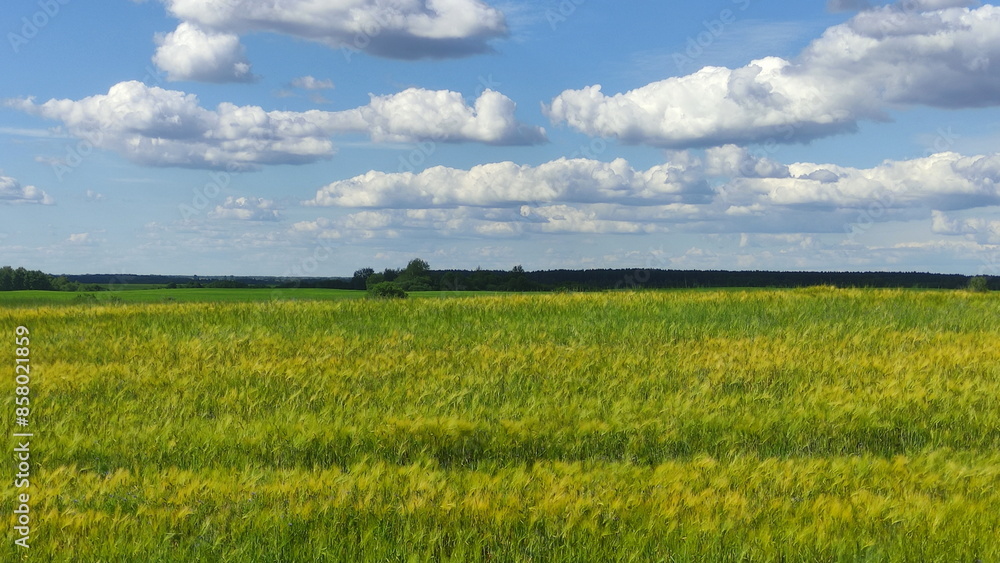Beautiful green yellow blossom canola field and blue sky with clouds and forest trees on horizon. East European farming landscape