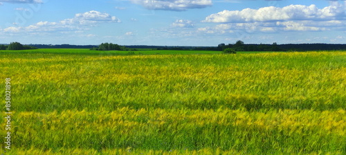 Obraz na płótnie Beautiful green field and blue sky summer European countryside landscape, rapeseed growth w salonie