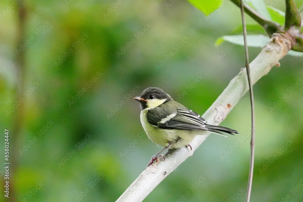 Obraz premium 枝に止まるシジュウカラの幼鳥