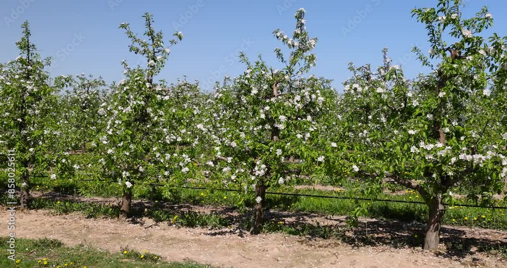 apple trees blooming with white flowers in spring, an orchard with white flowering apple trees on a blue sky background apple trees blooming with white flowers in spring, an orchard with white flowering apple trees on a blue sky background
