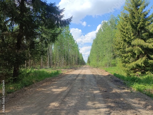 Road in forest in Siauliai county during sunny summer day. Oak and birch tree woodland. Sunny day with white clouds in blue sky. Bushes are growing in woods. Sandy road. Nature. Summer season. Miskas.