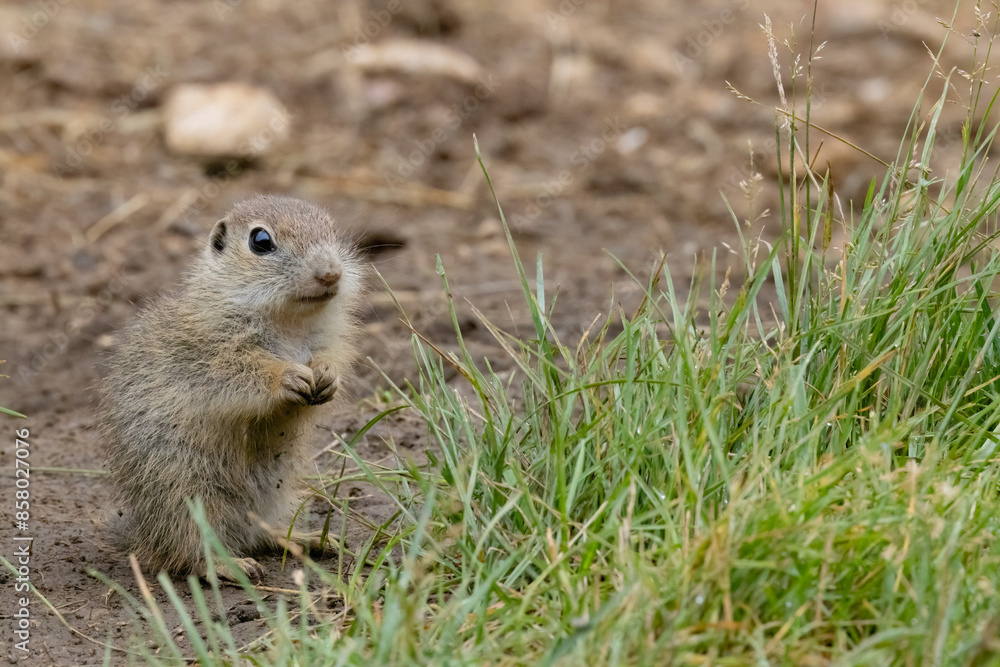 Fototapeta premium Ground squirrel colony (Syslovisko Biele vody), National park Muranska Planina, Slovakia