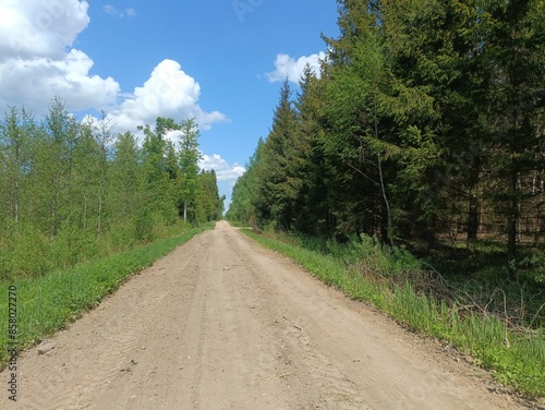 Road in forest in Siauliai county during sunny summer day. Oak and birch tree woodland. Sunny day with white clouds in blue sky. Bushes are growing in woods. Sandy road. Nature. Summer season. Miskas.