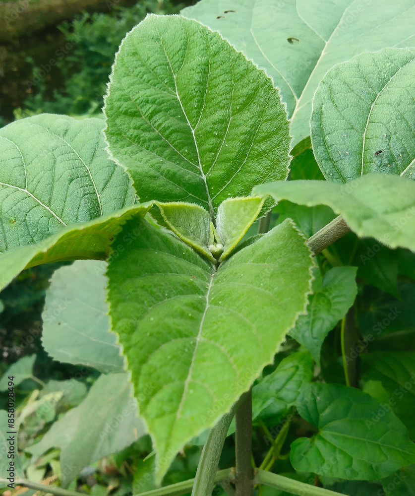 Lantana flower, Common Lantana flower, Green,Tree Lantana and Common Lantana. green leaf tops. Lantana flower, Common Lantana flower, Green,Tree Lantana and Common Lantana. green leaf tops.