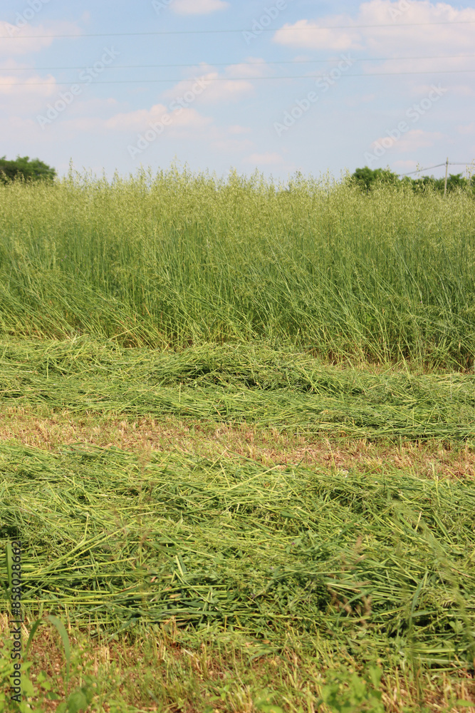 Harvesting green Oat field in the italian countryside. Avena sativa on a sunny day Harvesting green Oat field in the italian countryside. Avena sativa on a sunny day