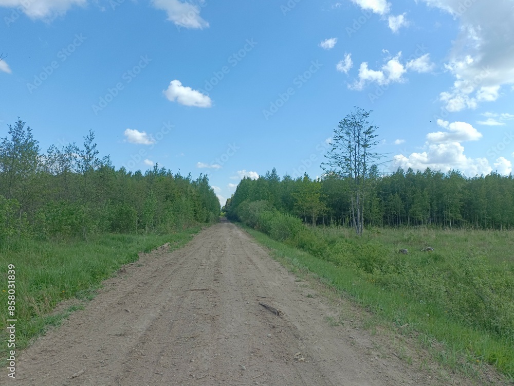 Forest in Siauliai county during sunny summer day. Oak and birch tree woodland. Sunny day with white clouds in blue sky. Bushes are growing in woods. Nature. Summer season. Miskas. Forest in Siauliai county during sunny summer day. Oak and birch tree woodland. Sunny day with white clouds in blue sky. Bushes are growing in woods. Nature. Summer season. Miskas.
