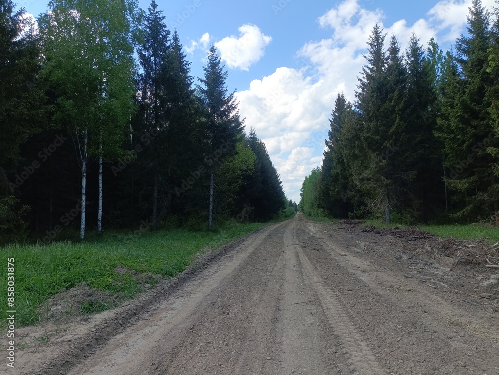 Forest in Siauliai county during sunny summer day. Oak and birch tree woodland. Sunny day with white clouds in blue sky. Bushes are growing in woods. Nature. Summer season. Miskas. Forest in Siauliai county during sunny summer day. Oak and birch tree woodland. Sunny day with white clouds in blue sky. Bushes are growing in woods. Nature. Summer season. Miskas.