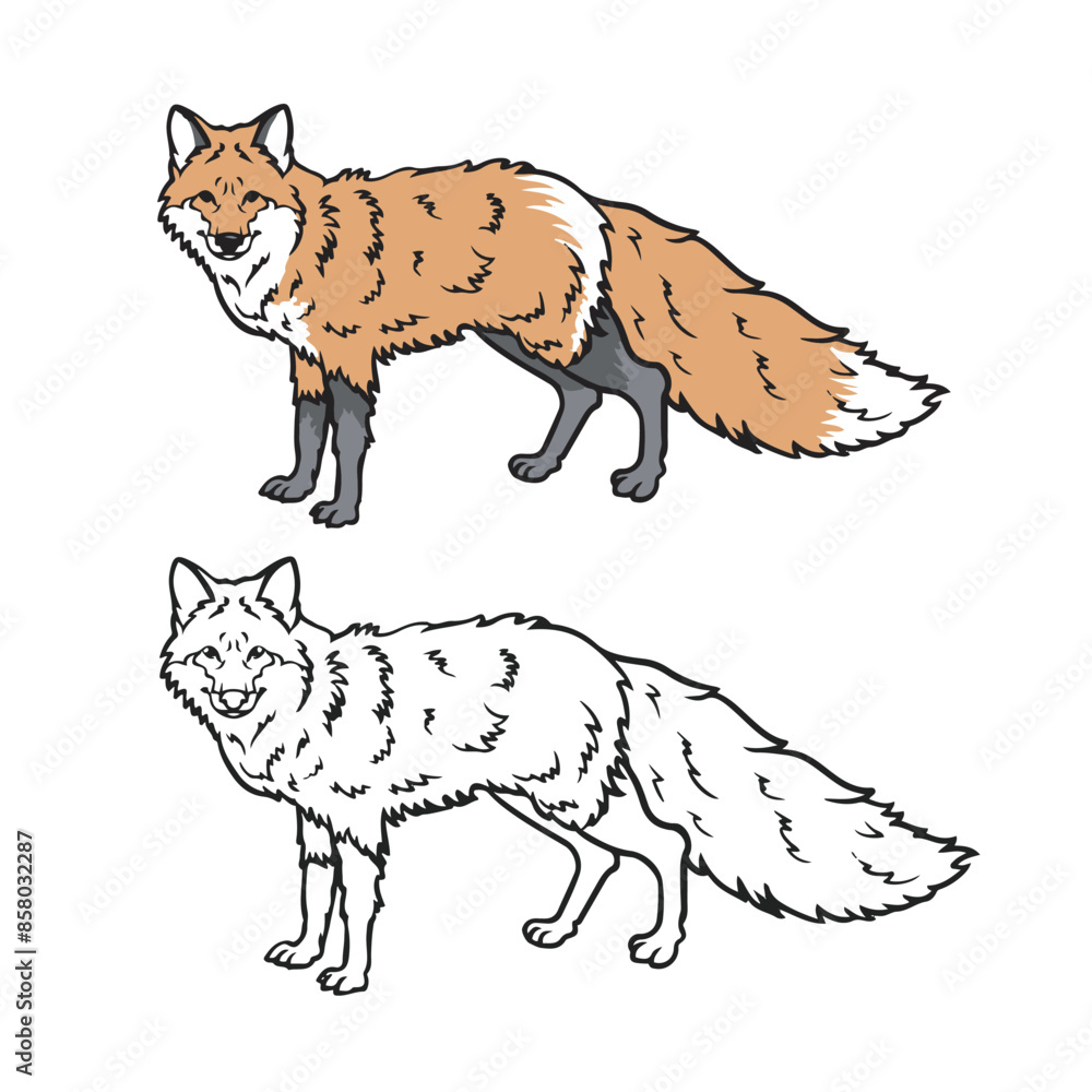 Naklejka premium Cartoon red fox isolated on white background. Drawing with line art style. Simple design outline style. Vector illustration