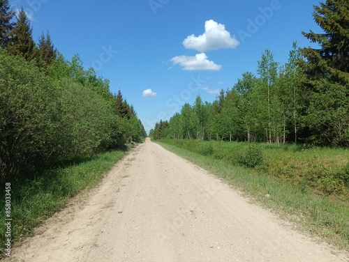 Wallpaper Mural Road in forest in Siauliai county during sunny summer day. Oak and birch tree woodland. Sunny day with white clouds in blue sky. Bushes are growing in woods. Sandy road. Nature. Summer season. Miskas. Torontodigital.ca