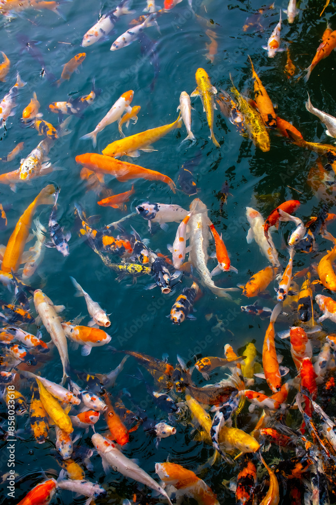 There are many colorful Japanese carp fish swimming in the water. Fish farm. The pond is teeming with a school of large fish. There are many colorful Japanese carp fish swimming in the water. Fish farm. The pond is teeming with a school of large fish.