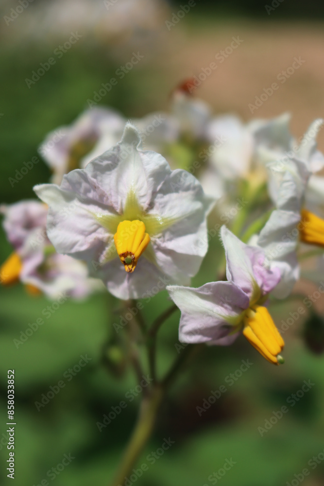 Close-up of Potato plants in bloom in the field. White and yellow flowers of Solanum tuberosum Close-up of Potato plants in bloom in the field. White and yellow flowers of Solanum tuberosum