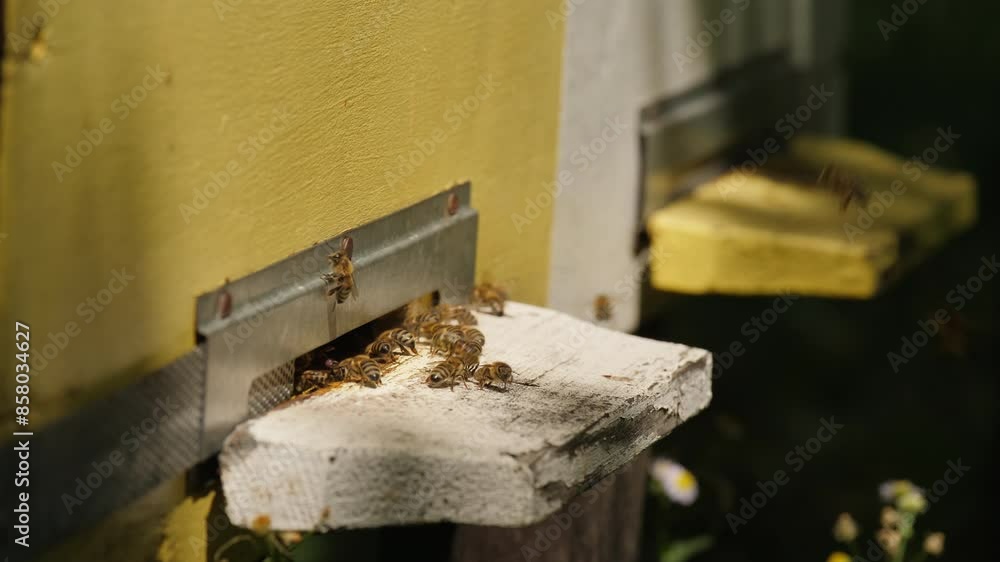Side view close-up of bees flies in and out of a gap in a wooden hive. Beekeeping concept, bee agriculture Side view close-up of bees flies in and out of a gap in a wooden hive. Beekeeping concept, bee agriculture