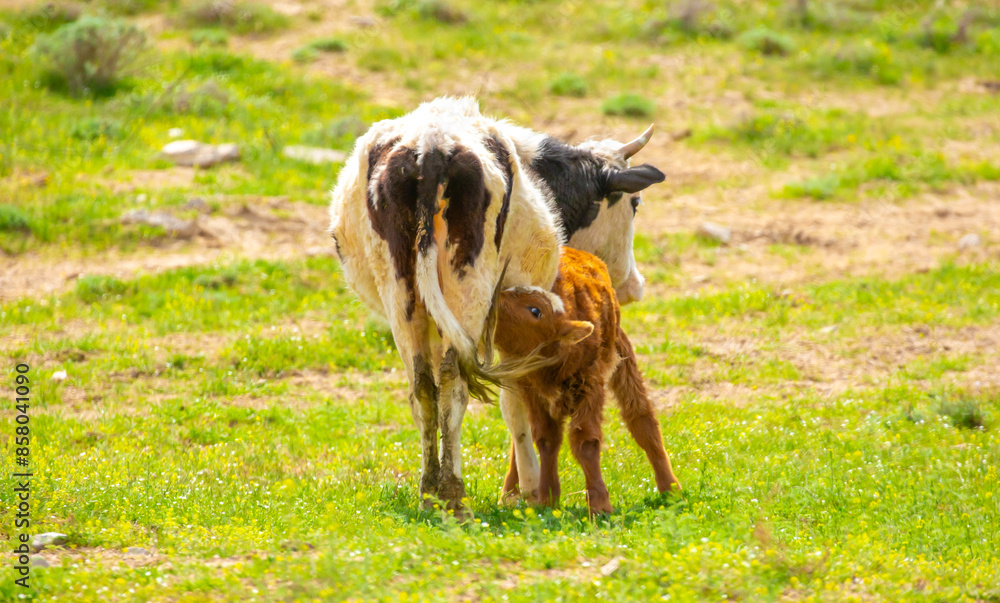 Fototapeta premium A cow and a newborn calf graze on a pasture in a green meadow. The concept of animal husbandry and organic food.