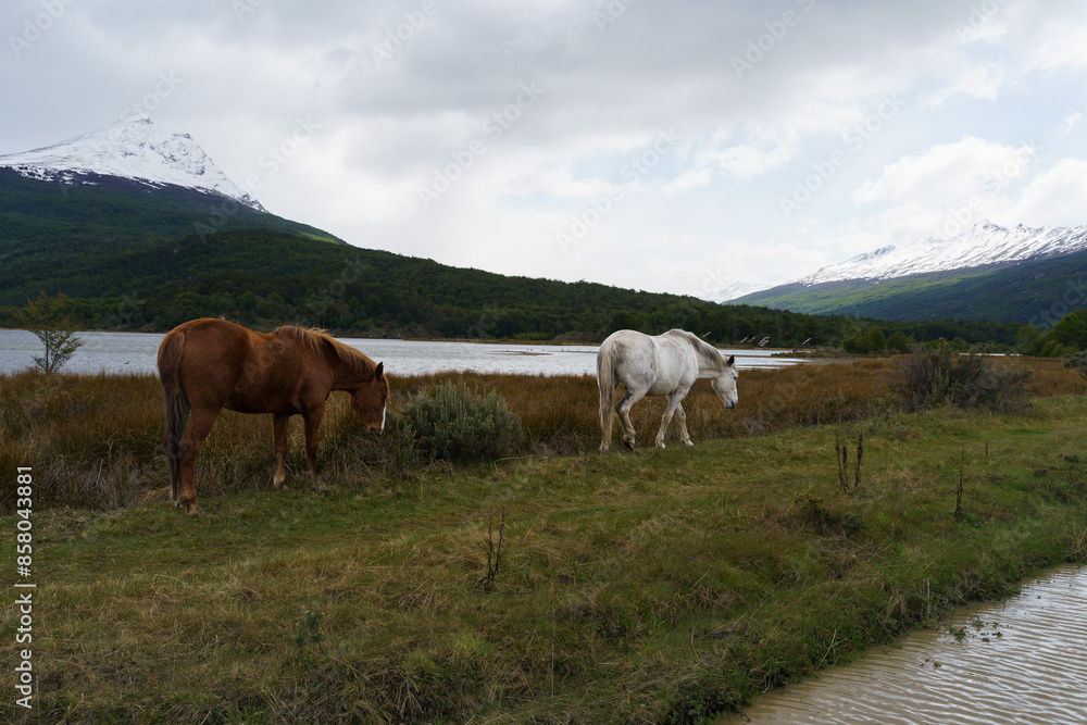 Obraz premium A snow-capped Andean mountain and beautiful green forest on the banks of a river, with horses grazing in the Tierra de Fuego National Park, Ushuaia - Argentina