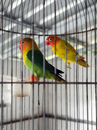 Obraz na płótnie couple of colorful birds in a cage