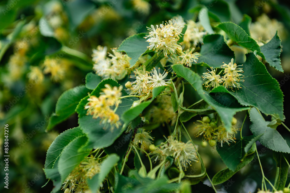 Linden, linden blossom with green leaves on a tree in summer. Linden, linden blossom with green leaves on a tree in summer.