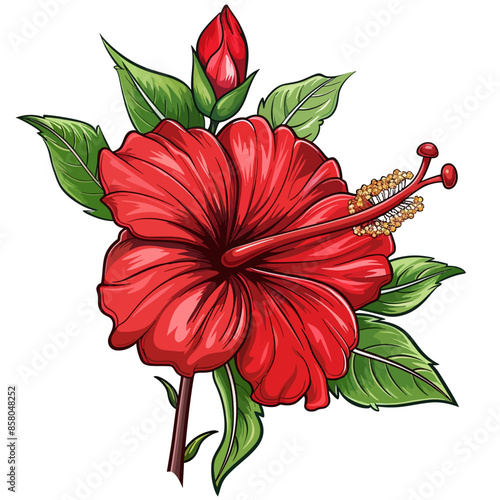 Hibiscus flowers 