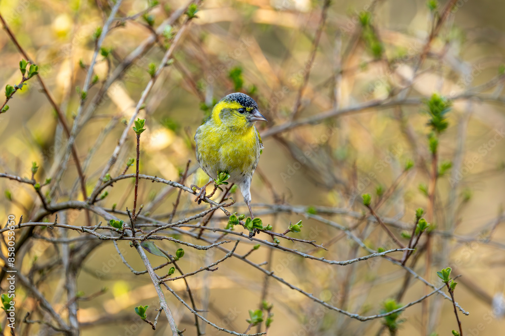 Male Siskin (carduelis spinus) yellow and black bird perched on branch in garden Male Siskin (carduelis spinus) yellow and black bird perched on branch in garden