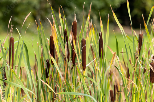 Brown bulrushes green flat foliage swaying by green lake blurry trees background photo