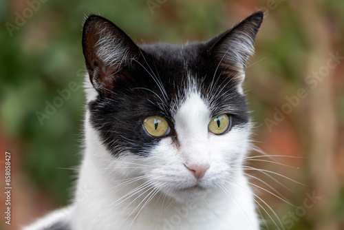 Close-up of an alert short-haired black and white cat with blurry background