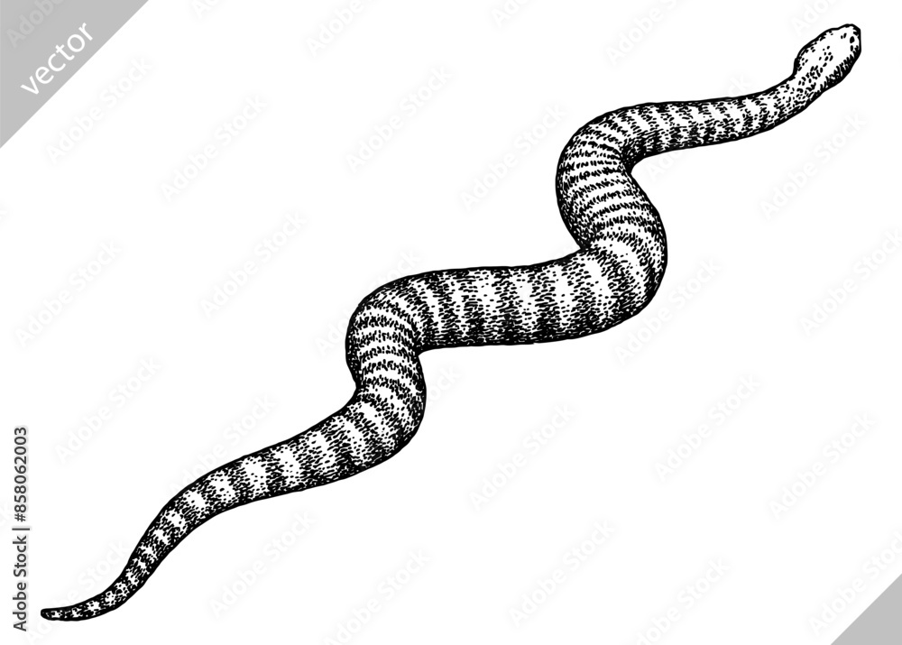 Fototapeta premium Vintage engraving isolated snake set illustration serpent ink sketch. Reptile asp background viper silhouette cobra art. Black and white hand drawn vector image