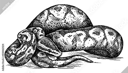 Vintage engraving isolated snake set illustration serpent ink sketch. Reptile asp background viper silhouette cobra art. Black and white hand drawn vector image