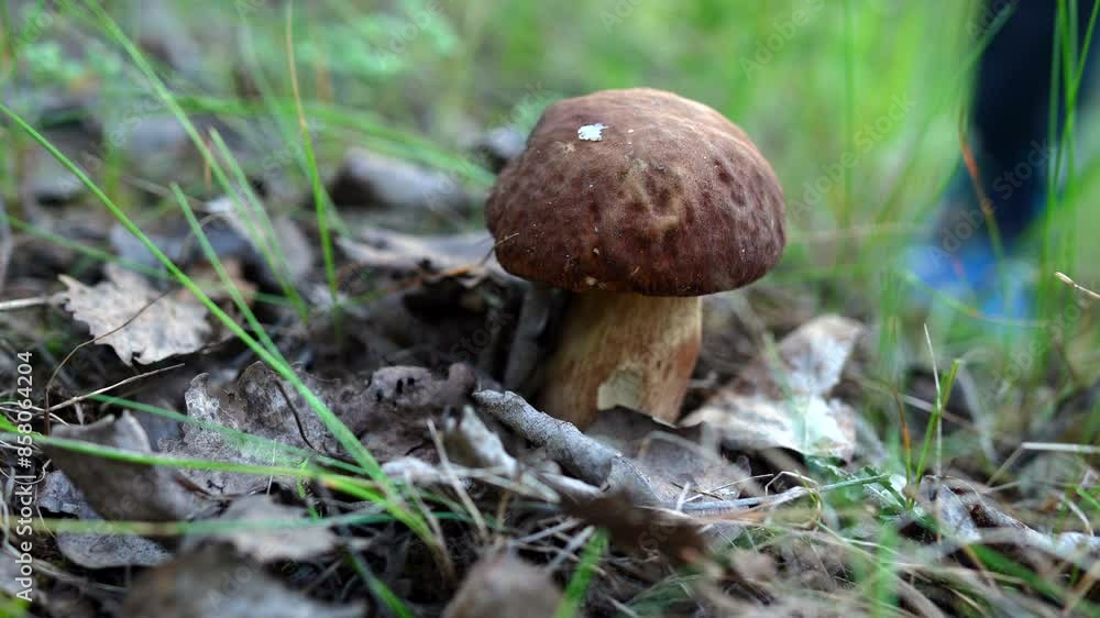 Boletus Edulis Porcini. Edible mushroom that grows in forest. White Mushroom Fungal Mycelium in wildlife. Edible Big Boletus mushrooms at woodland. Fungal Mycelium and Bolete mushrooms in mushrooming. Boletus Edulis Porcini. Edible mushroom that grows in forest. White Mushroom Fungal Mycelium in wildlife. Edible Big Boletus mushrooms at woodland. Fungal Mycelium and Bolete mushrooms in mushrooming.