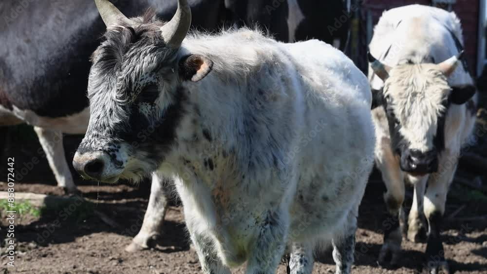 In the open field under the bright sun, spotted cows are peacefully grazing in the farmyard In the open field under the bright sun, spotted cows are peacefully grazing in the farmyard
