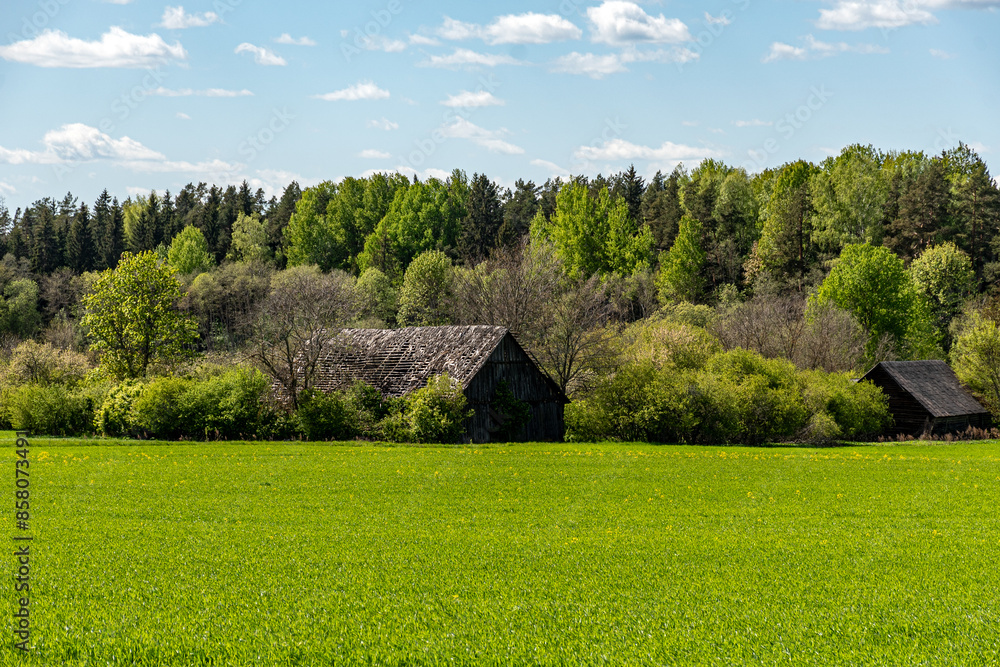 landscape with bright green field and bright trees, first green of spring, spring landscape with bright green field and bright trees, first green of spring, spring