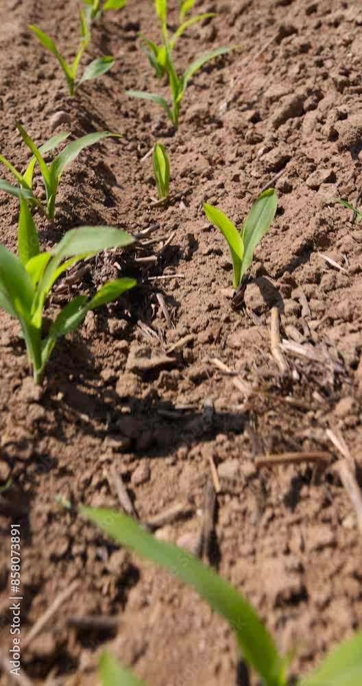 new corn crop in the field in spring, corn sprouts in sunny spring weather new corn crop in the field in spring, corn sprouts in sunny spring weather