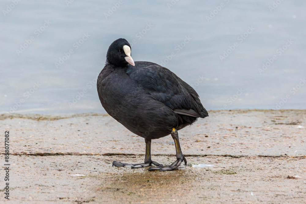 Eurasian Coot (Fulica atra) wildlife photography of waterbird walking along lake foreshore Eurasian Coot (Fulica atra) wildlife photography of waterbird walking along lake foreshore