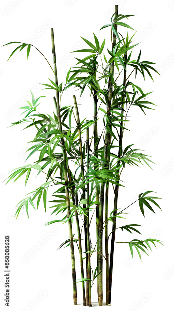tall japanese bamboo, plain white background tall japanese bamboo, plain white background