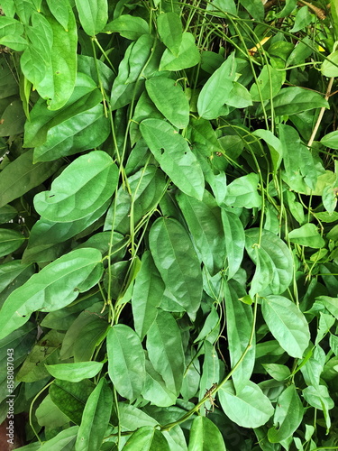 Tiliacora triandra (Colebr.) Diels has dark green leaves and is in family Menispermaceae. Bai-ya-nang has medicinal properties and is high in chlorophyll. Bamboo grass Has medicinal properties
 photo