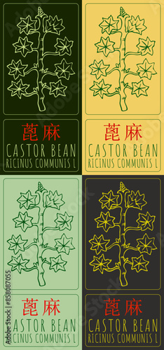 Set of vector drawing CASTOR BEAN in Chinese in various colors. Hand drawn illustration. The Latin name is RICINUS COMMUNIS L.
