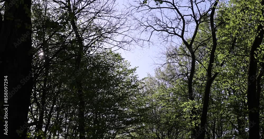a large number of different deciduous trees in the summer, beautiful green foliage on the trees in the summer a large number of different deciduous trees in the summer, beautiful green foliage on the trees in the summer